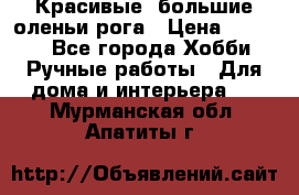 Красивые  большие оленьи рога › Цена ­ 3 000 - Все города Хобби. Ручные работы » Для дома и интерьера   . Мурманская обл.,Апатиты г.